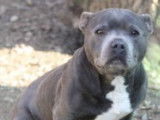 Beau mâle Staffordshire Bull Terrier gris et blanc à placer