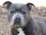 Beau mâle Staffordshire Bull Terrier gris et blanc à placer