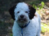 Mâle croisé Lagotto Romagnolo à placer