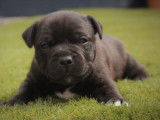 Vente de 4 chiots Staffordshire Bull Terriers mâles (LOF)
