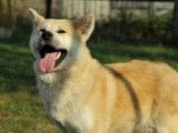 Chiot Akita Inu à vendre