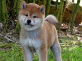 À vendre, chiots Shiba Inu roux (LOF)