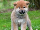 À vendre, chiots Shiba Inu roux (LOF)