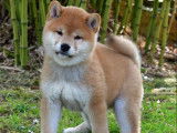 À vendre, chiots Shiba Inu roux (LOF)
