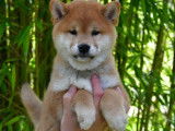 À vendre, chiots Shiba Inu roux (LOF)