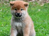 À vendre, chiots Shiba Inu roux (LOF)
