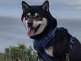 Disponible pour des saillies, chien Shiba Inu noir et feu âgé de 4 ans (LOF)