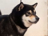 Disponible pour des saillies, chien Shiba Inu noir et feu âgé de 4 ans (LOF)