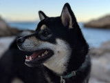 Disponible pour des saillies, chien Shiba Inu noir et feu âgé de 4 ans (LOF)