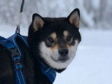 Disponible pour des saillies, chien Shiba Inu noir et feu âgé de 4 ans (LOF)