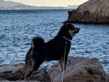 Disponible pour des saillies, chien Shiba Inu noir et feu âgé de 4 ans (LOF)