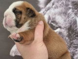 À réserver, deux chiots Bouledogues Anglais mâles rouge fauve (LOF)