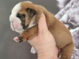 À réserver, deux chiots Bouledogues Anglais mâles rouge fauve (LOF)