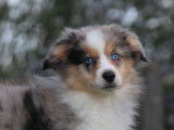 Vente d’un chiot Berger Américain Miniature femelle de couleur bleue merle (non LOF)