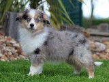 Vente d’un chiot Berger Américain Miniature femelle de couleur bleue merle (non LOF)