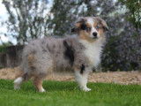 Vente d’un chiot Berger Américain Miniature femelle de couleur bleue merle (non LOF)