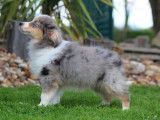 Vente d’un chiot Berger Américain Miniature femelle de couleur bleue merle (non LOF)