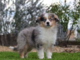 Vente d’un chiot Berger Américain Miniature femelle de couleur bleue merle (non LOF)