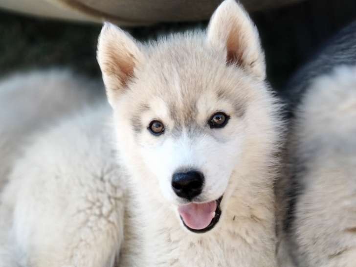 Chiots Huskies Sibériens à vendre (1 Femelle & 2 Mâles)