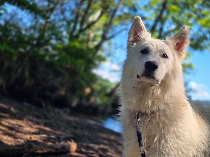 Mâle Berger Blanc Suisse VOE à poil long pour saillie