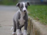 4 chiots Whippets LOF à réserver, 2 mâles et 2 femelles bleu et blanc