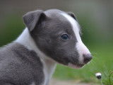 4 chiots Whippets LOF à réserver, 2 mâles et 2 femelles bleu et blanc