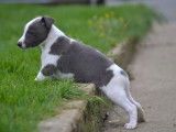 4 chiots Whippets LOF à réserver, 2 mâles et 2 femelles bleu et blanc