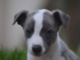 4 chiots Whippets LOF à réserver, 2 mâles et 2 femelles bleu et blanc