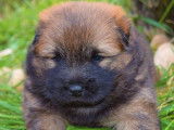 1 chiot Eurasier mâle à réserver, fauve charbonné LOF