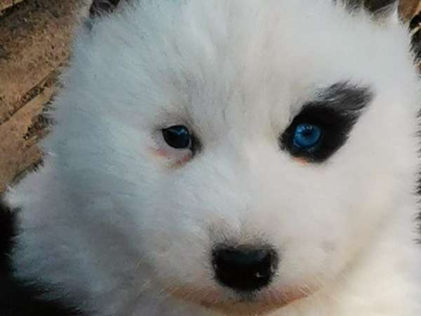 Réservation pour 10 chiots Huskies Sibériens mâles et femelles noir et blanc non LOF