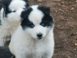 Réservation pour 10 chiots Huskies Sibériens mâles et femelles noir et blanc non LOF
