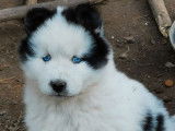 Réservation pour 10 chiots Huskies Sibériens mâles et femelles noir et blanc non LOF
