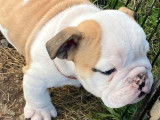 Vente d’un chiot Bouledogue Anglais mâle, fauve et blanc non LOF