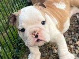 Vente d’un chiot Bouledogue Anglais mâle, fauve et blanc non LOF