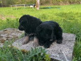 À réserver, 2 chiots Bergers Allemands Anciens, mâles non LOF