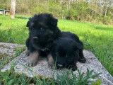 À réserver, 2 chiots Bergers Allemands Anciens, mâles non LOF