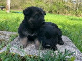 À réserver, 2 chiots Bergers Allemands Anciens, mâles non LOF