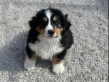 Un chiot Bouvier Bernois m&acirc;le tricolore LOF &agrave; accueillir tout de suite