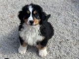 Un chiot Bouvier Bernois m&acirc;le tricolore LOF &agrave; accueillir tout de suite