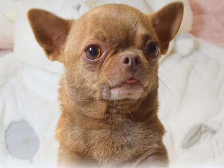 Un Chihuahua mâle marron LOF de 3 ans à adopter