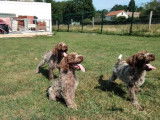 Des chiots Griffons Korthals LOF à vendre marron pan blanc ou marron