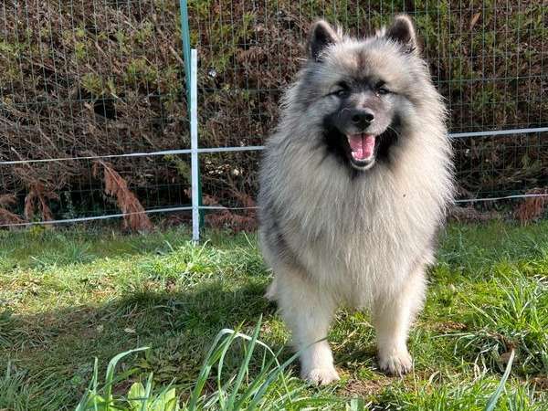 Un chien Spitz Allemand LOF d'un an gris-loup disponible pour saillie