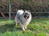 Un chien Spitz Allemand LOF d'un an gris-loup disponible pour saillie