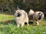 Un chien Spitz Allemand LOF d'un an gris-loup disponible pour saillie