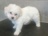 À vendre un chiot mâle LOF Bichon Frisé blanc