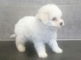 À vendre un chiot mâle LOF Bichon Frisé blanc
