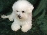 À vendre un chiot mâle LOF Bichon Frisé blanc