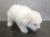 À vendre un chiot mâle LOF Bichon Frisé blanc