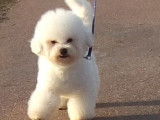 À vendre un chiot mâle LOF Bichon Frisé blanc