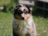 3 chiots Bergers Australiens LOF disponibles tout de suite